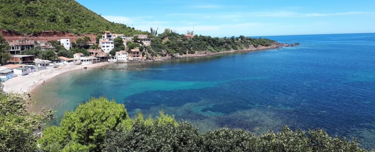 Caroubier,_Tipaza