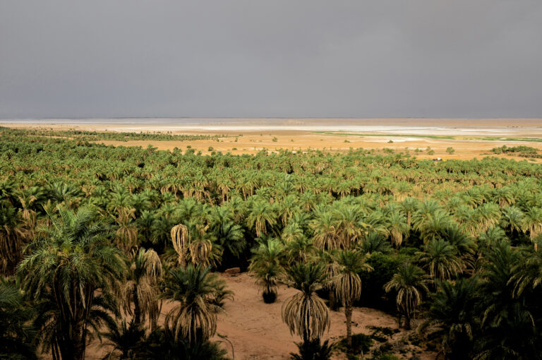 Palmeral_Timimoun_1