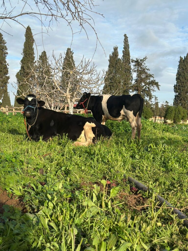 ferme-lemima-aicha