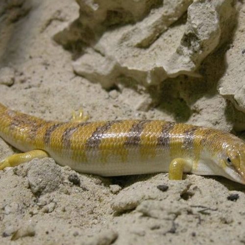 Apothekerskink01