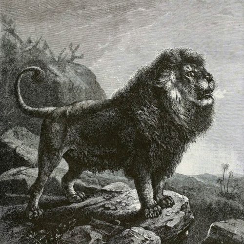 BarbaryLionB1898bw