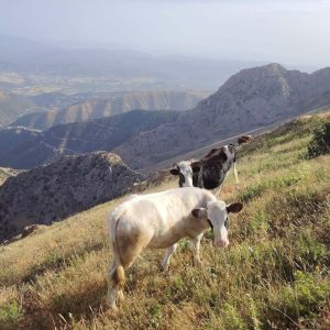 Brahim-ghazi-guide-de-montagne (22)
