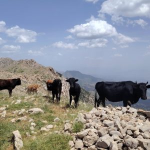 Brahim-ghazi-guide-de-montagne (32)