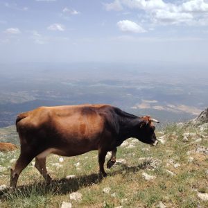 Brahim-ghazi-guide-de-montagne (33)