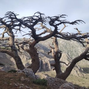 Brahim-ghazi-guide-de-montagne (39)