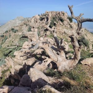 Brahim-ghazi-guide-de-montagne (59)