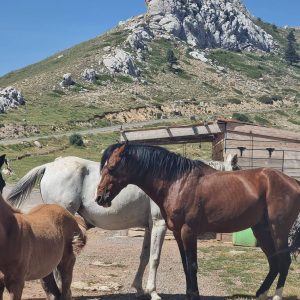 Brahim-ghazi-guide-de-montagne (63)