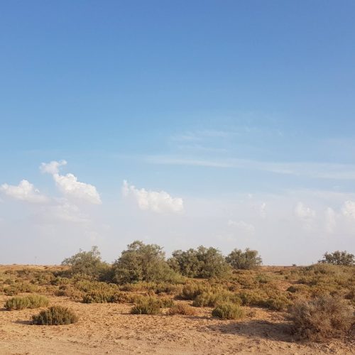 The_desert_of_albarqajia_elmeghaier