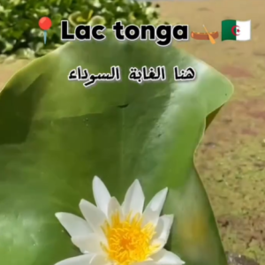 ali-thailandi-lac-tonga