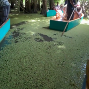 ali-thailandi-lac-tonga
