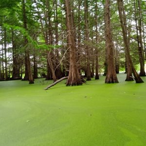 ali-thailandi-lac-tonga-v (4)