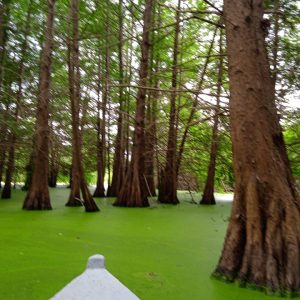 ali-thailandi-lac-tonga-v (5)