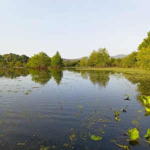 ali-thailandi-lac-tonga-v (9)