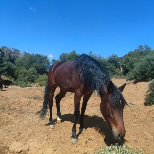 club-equestre-le-grand-bleu (10)
