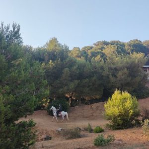 club-equestre-le-grand-bleu (12)