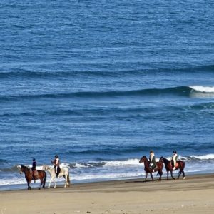club-equestre-le-grand-bleu (15)