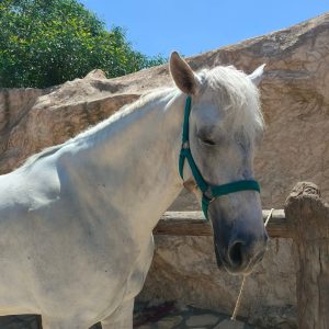 club-equestre-le-grand-bleu (32)