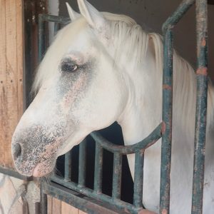 club-equestre-le-grand-bleu (34)