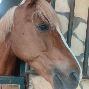 club-equestre-le-grand-bleu (40)
