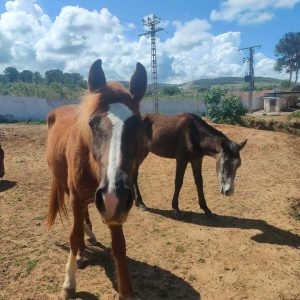 club-equestre-le-grand-bleu (43)