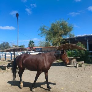 club-equestre-le-grand-bleu (48)