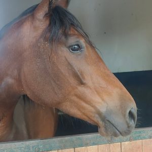 club-equestre-le-grand-bleu (55)