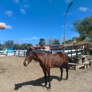 club-equestre-le-grand-bleu (57)