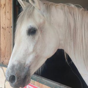 club-equestre-le-grand-bleu (58)
