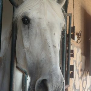 club-equestre-le-grand-bleu (59)