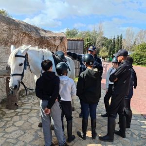 club-equestre-le-grand-bleu (62)