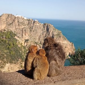 guide-taxi-alger (19)