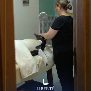 liberte-hotels-oran (62)