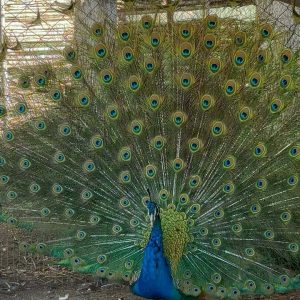 merdj-frah-guest-house (2)