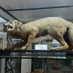 musee-public-national-ahmed-zabana-oran (2)
