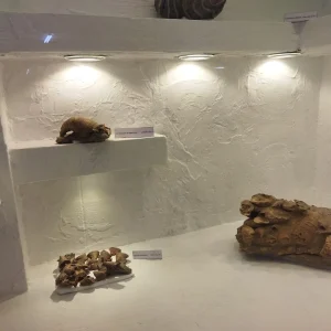 musee-public-national-el-meniaa (4)