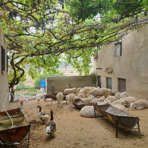 salah-touibia-photographe-algerie- (40)