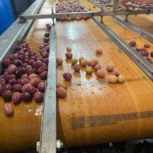 tadmait-olives (3)